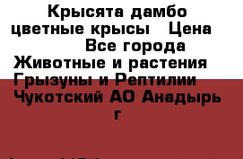 Крысята дамбо цветные крысы › Цена ­ 250 - Все города Животные и растения » Грызуны и Рептилии   . Чукотский АО,Анадырь г.